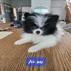 ## ปอมแท้หาบ้าน ##