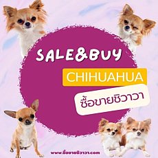 ซื้อขายชิวาวา