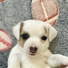 Jack Russell แท้100%