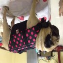 ขายเสื้อชูชีพสุนัข