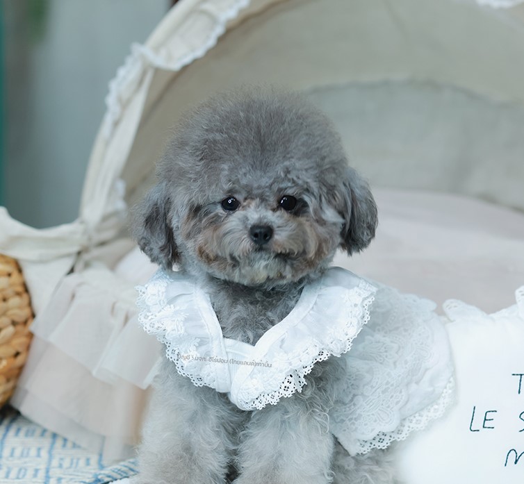 พุดเดิ้ล PDF-35594 เพศหญิง สีเทา อายุ 2 เดือน ตัวเล็ก ขาสั้น หน้าสั้น ขนแน่นฟู