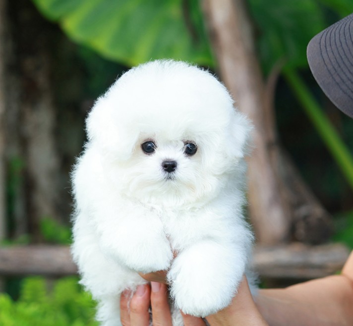 บิซอง ฟริเซ่ HRF-50863 เพศหญิง สีแบล็คแทน อายุ 2 เดือน ตัวเล็ก ขาสั้น หน้าสั้น ข...