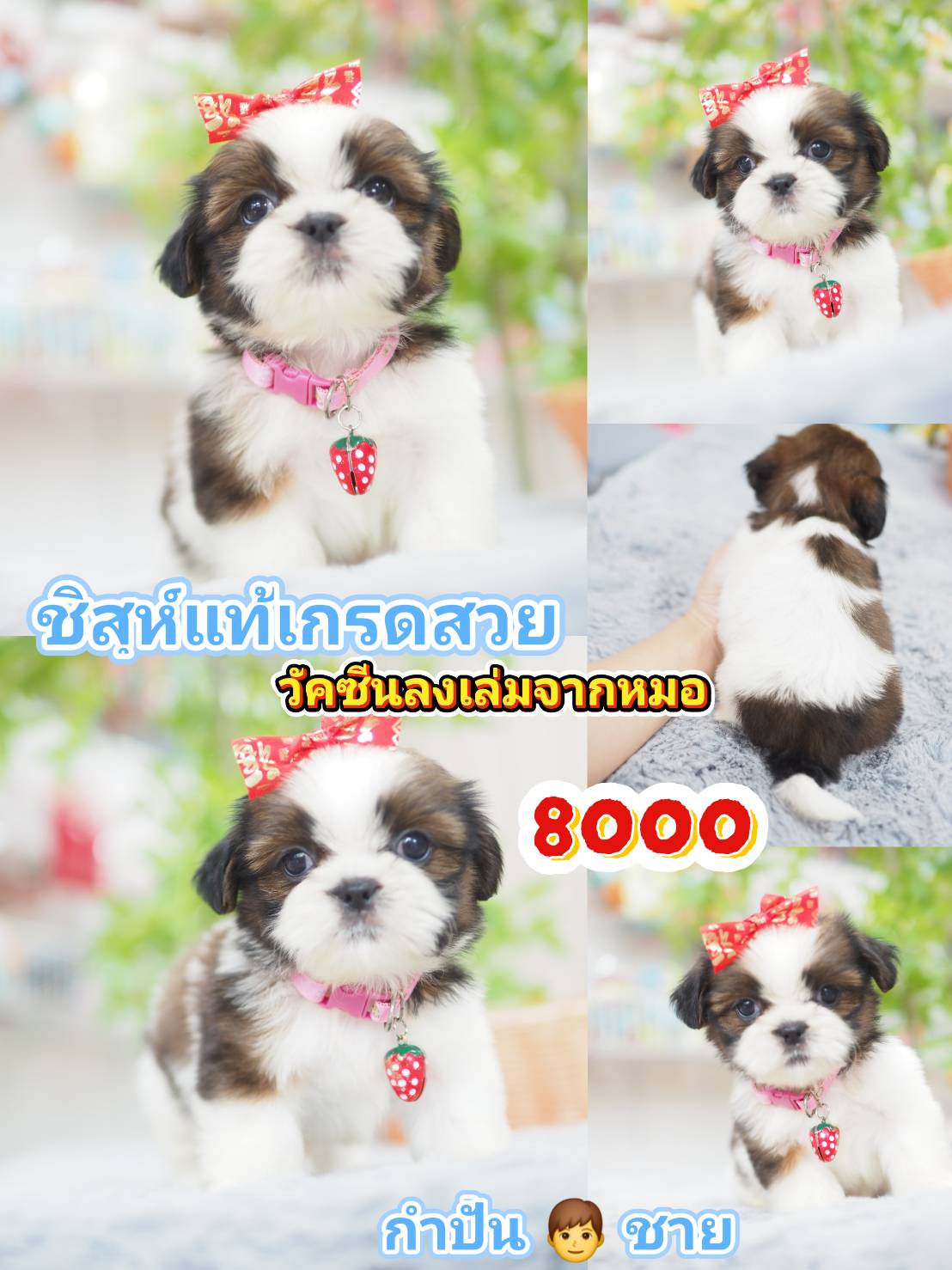 ก.กิ๊ฟซ่า ชิสุห์