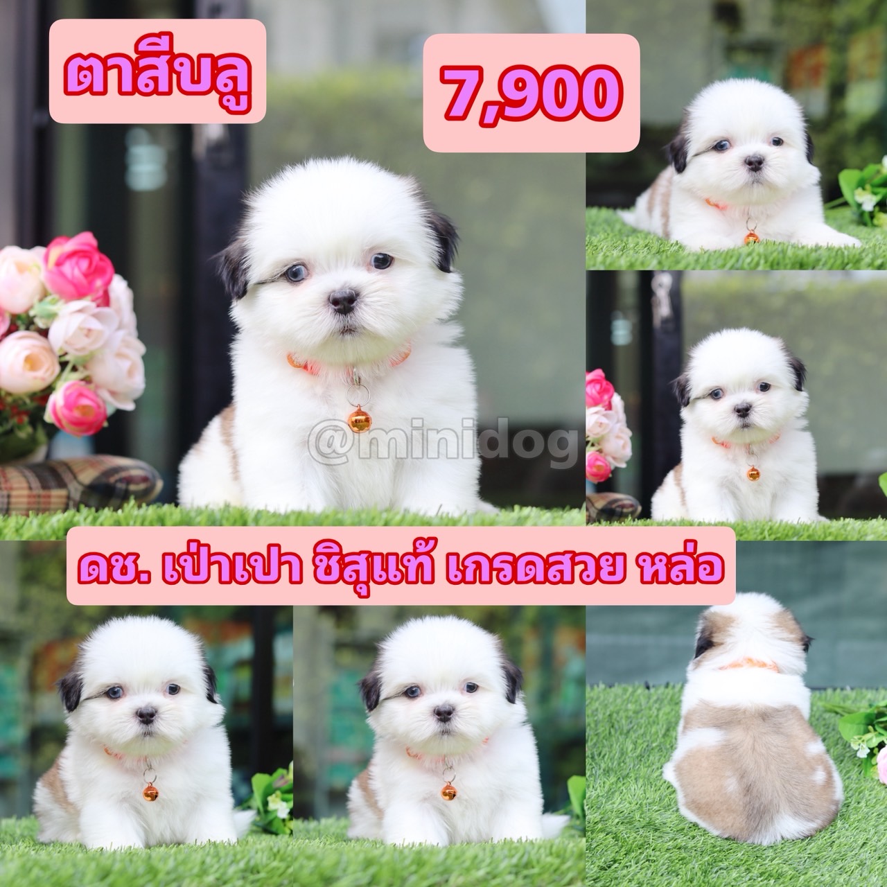 ชิสุแท้เกรดสวย