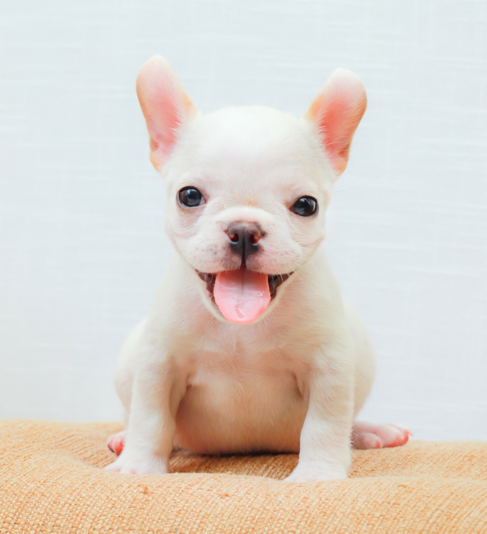 เฟรน บลูด็อก เปิดจอง เพศหญิง สีขาว อายุ 2 เดือน ตัวเล็ก ขาสั้น หน้าสั้น ขนแน่นฟู