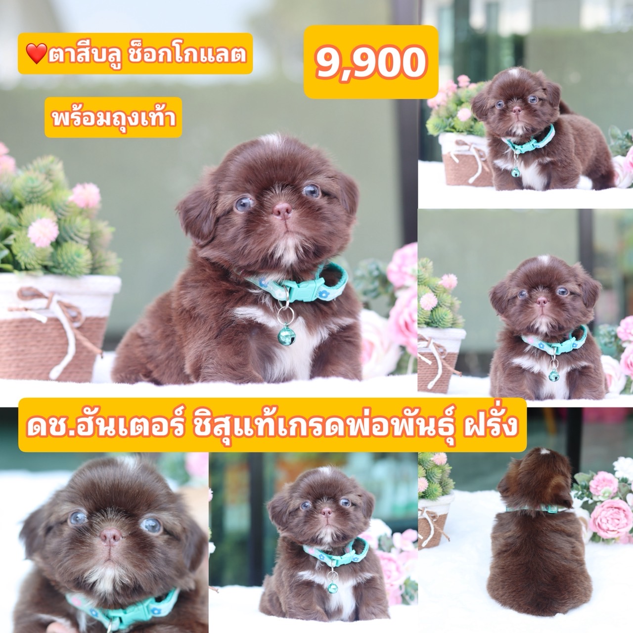 ชิสุแท้เกรดสวย