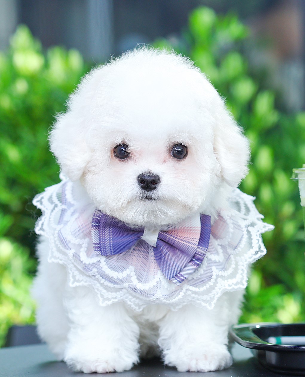 มินิบิชอง BCF-24577 เพศหญิง สีขาว อายุ เดือน หน้าตาน่ารัก ขาสั้น ขนแน่นฟู ขี้เล่...