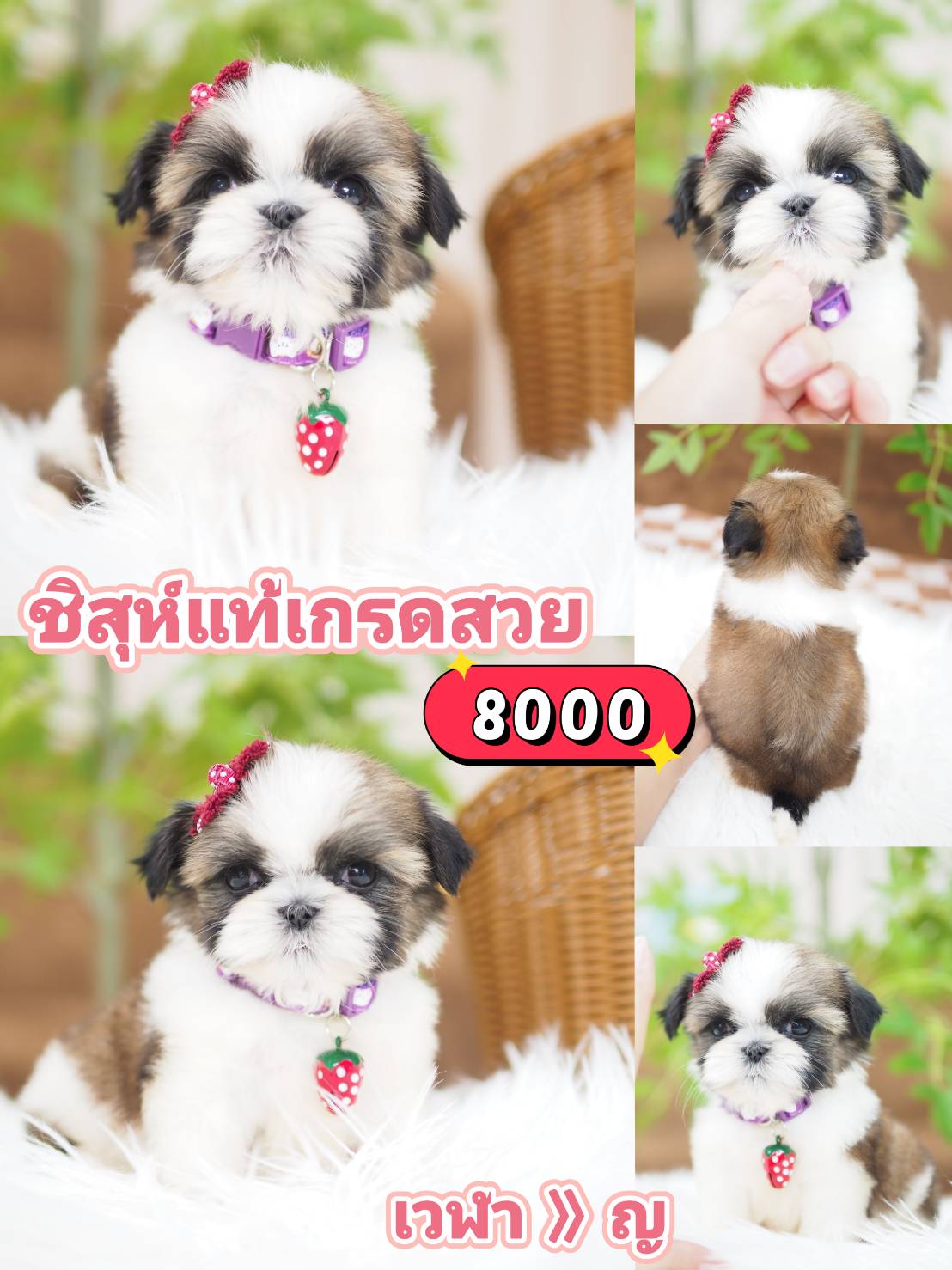 Shihtzu