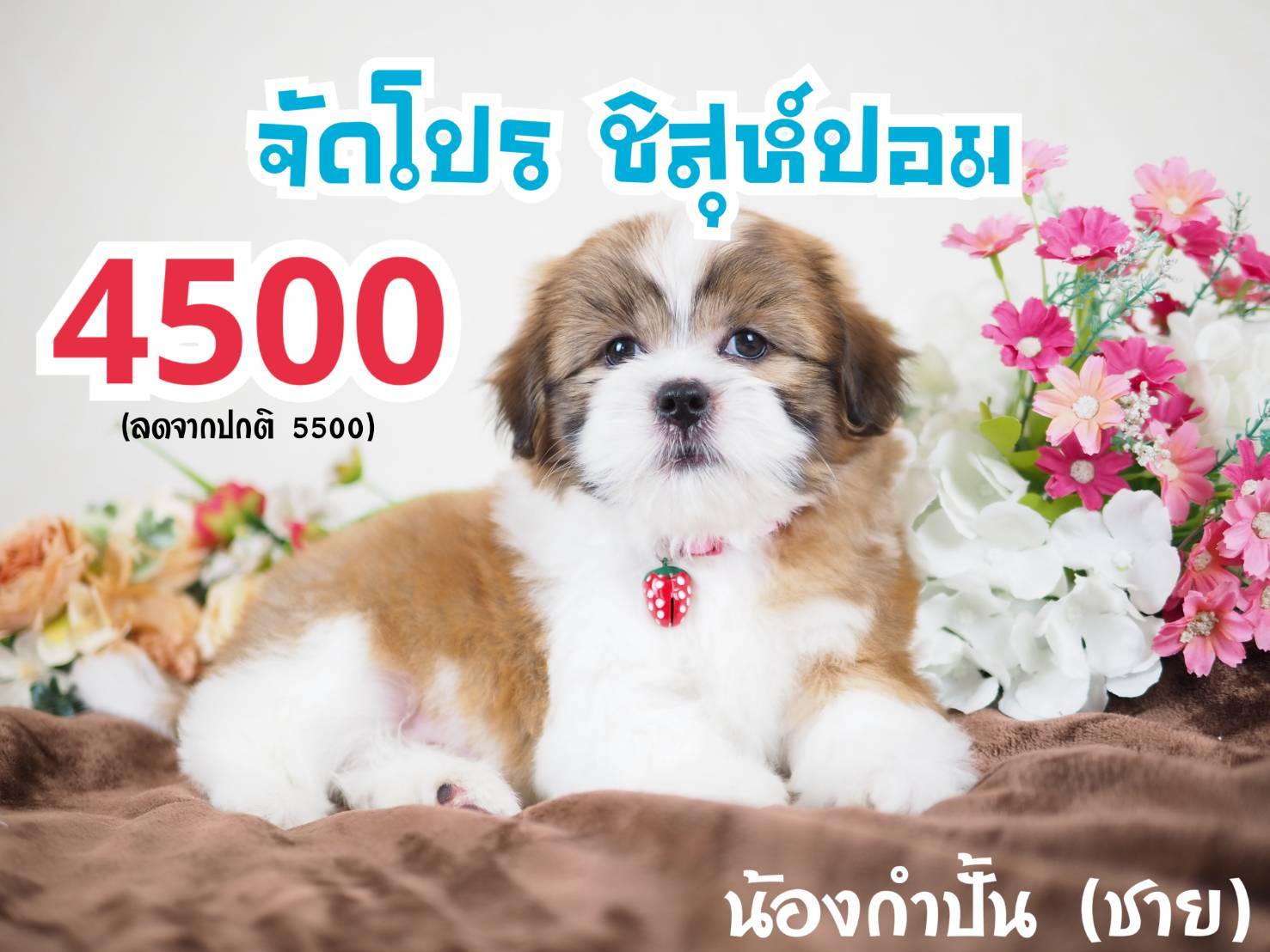 กิ๊ฟซ่าชิสุ จตุโชติ กทม