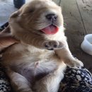 ขายลูกสุนัขโกลเด้นเพศเมียโอเวอร์ไซค์รับรองความสวยฟาร์มอยู่บ่อพลอยกาญจนบุรี
