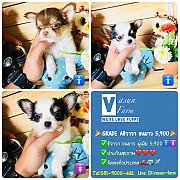 !!GRADE A ชิวาวา!!ชิวาวา ขนยาว ไซด์เล็ก ฟอร์มงาม 5,900 บาท<<<<