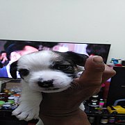 แจ็ครัสเซ​ล​ เพศชาย​ ล้าน%