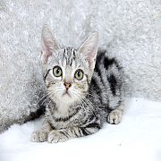 ขายลูกแมวอเมริกันช็อคแฮร์ สีซิลเวอร์แท็บบี้ เพศเมีย 2 เดือนกว่า