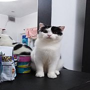 โคขุน ผช หูดีด แบ่งกันเลี้ยง