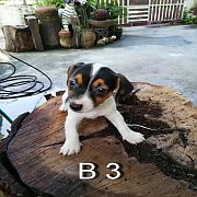 น้องหมาพร้อมย้ายบ้านจร้า