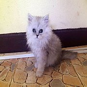 ขายลูกแมวชินชิล่า สีซิลเวอร์เฉด เพศเมีย 2 เดือน วัคซีนแล้ว.