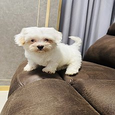 ขายชิสุห์เพศผู้สีขาว 