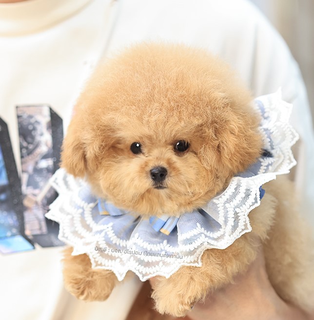 บิซองพู BCM-59694 เพศชาย สีแชมเปญ อายุ 2 เดือน ตัวเล็ก ขาสั้น หน้าสั้น ขนแน่นฟู