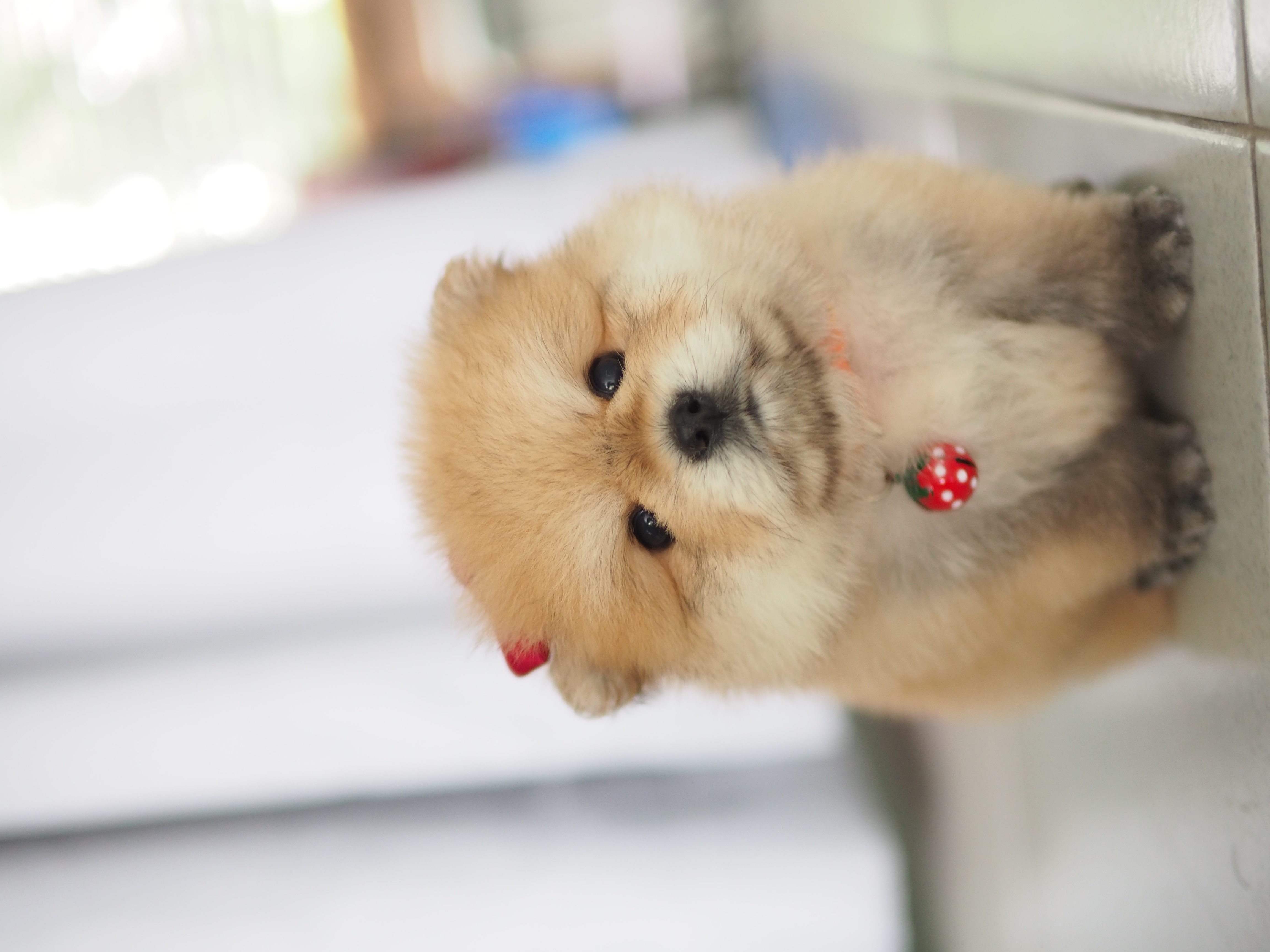 ปอมๆ น่าฮัก มาก