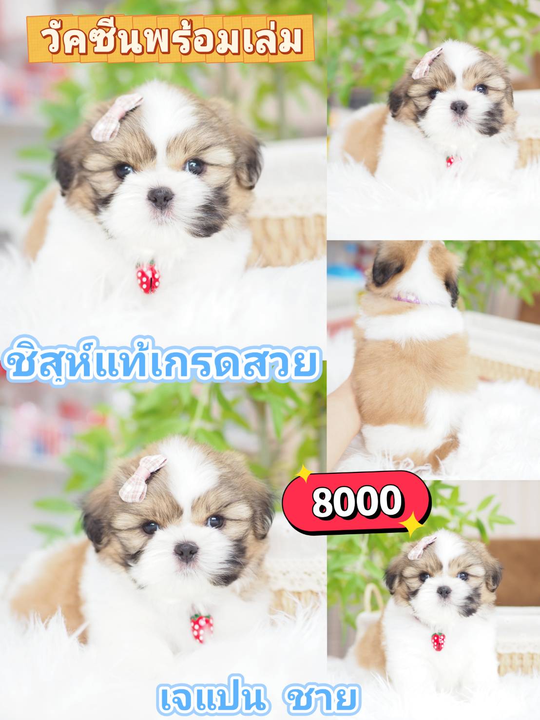Shihtzu
