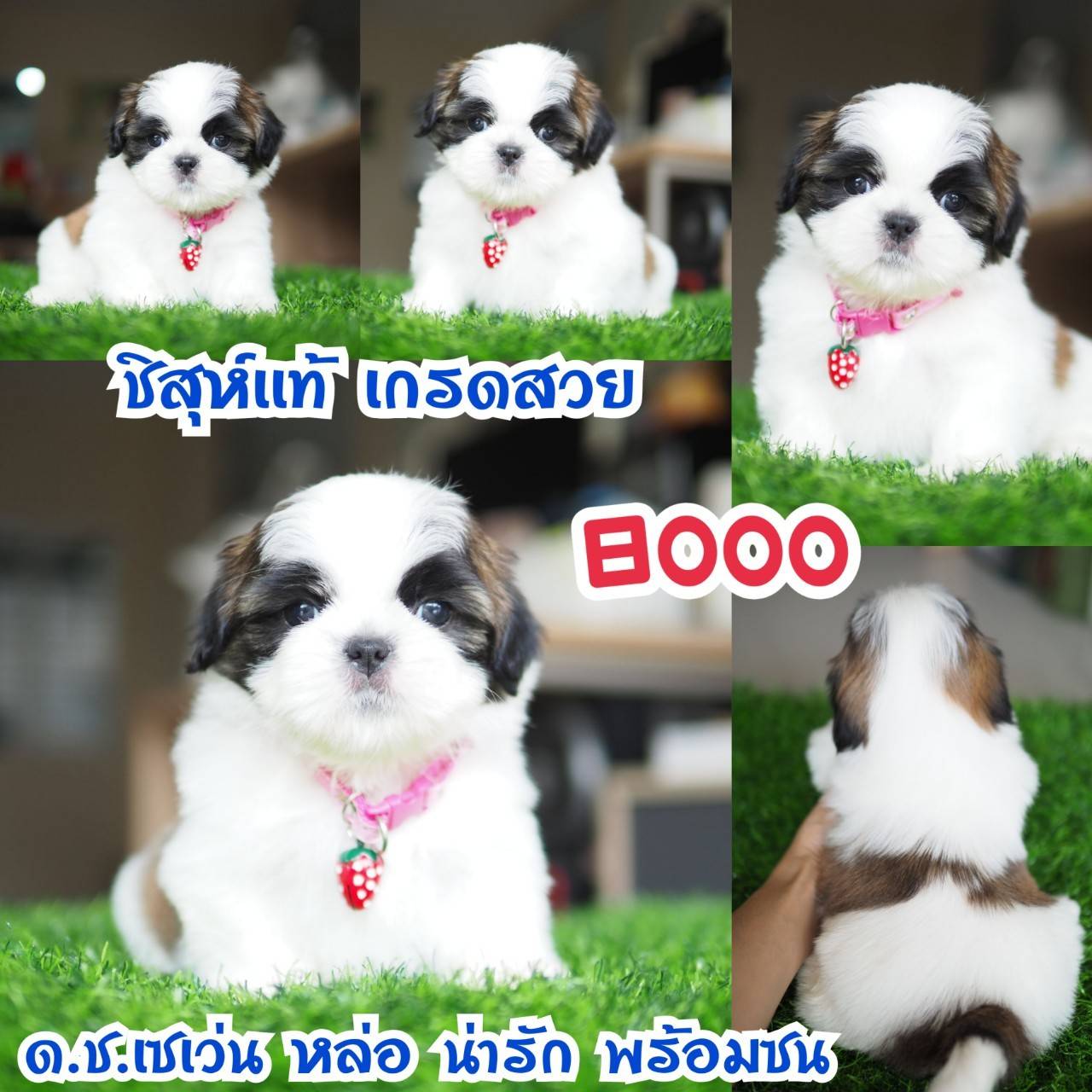 อาณาจักรกิ๊ฟซ่า แหล่งรวบรวม ชิสุห์ สุดน่ารัก