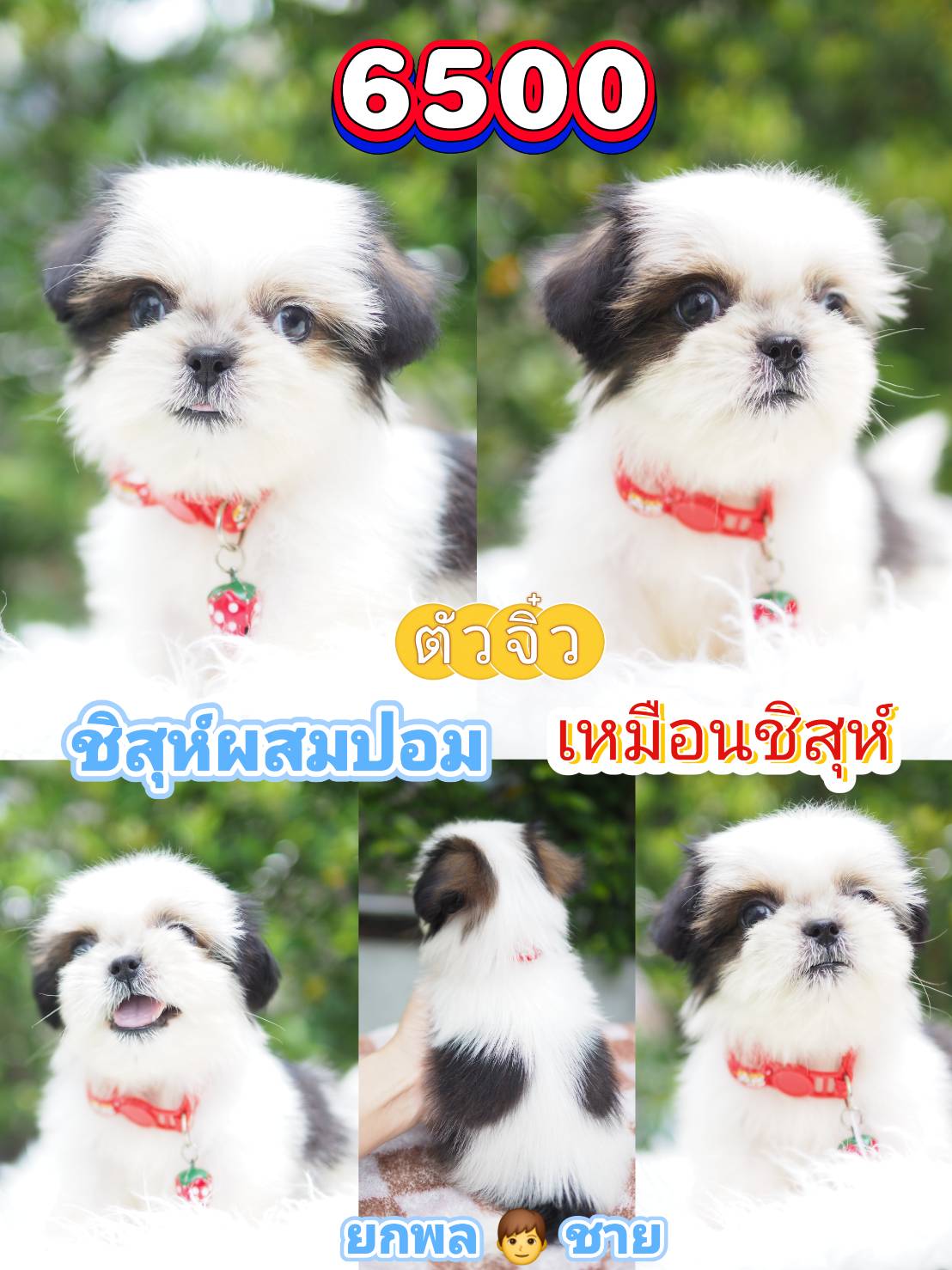 ชิสุผสมปอม ❣️ จิ๋วๆ