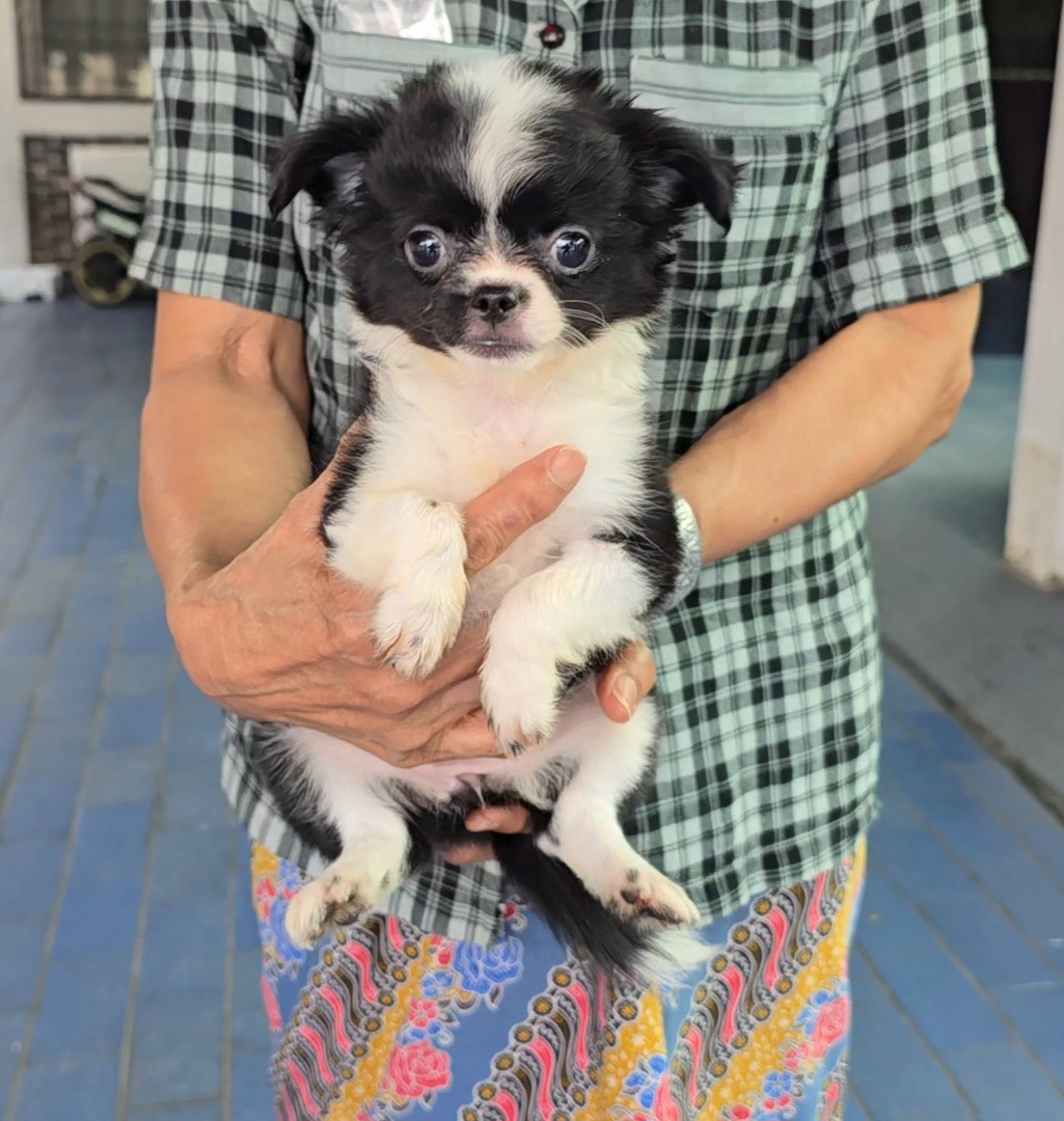 ลูกสุนัขชิวาว่าผสมชิห์สุ น่ารักแข็งแรง ร่าเริง ทำวัคซีนแล้ว จาก kankarnclub มีจั...