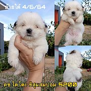 ชิสุผสมปอม ผูั