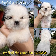 ชิสุผสมปอม ผู้