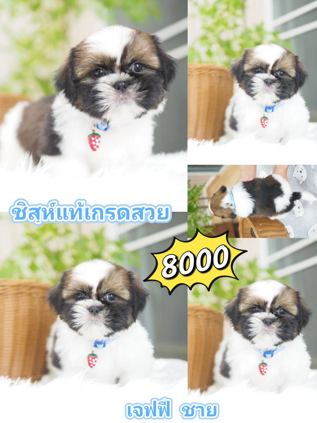 Shihtzu