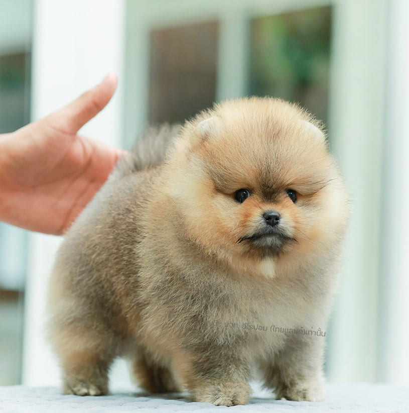 ปอมแท้ ปอมหน้าหมี HRM-89138 เพศชาย สีส้ม อายุ 2 เดือน ขาสั้น ขนแน่น หน้าตาน่ารัก...