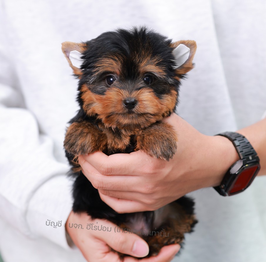 ยอร์คเชียร์ เทอร์เรีย HYM-10540 เพศชาย สีแบล็คแทน ขนแน่น สายเลือดดี เกรดคุณภาพ ห...