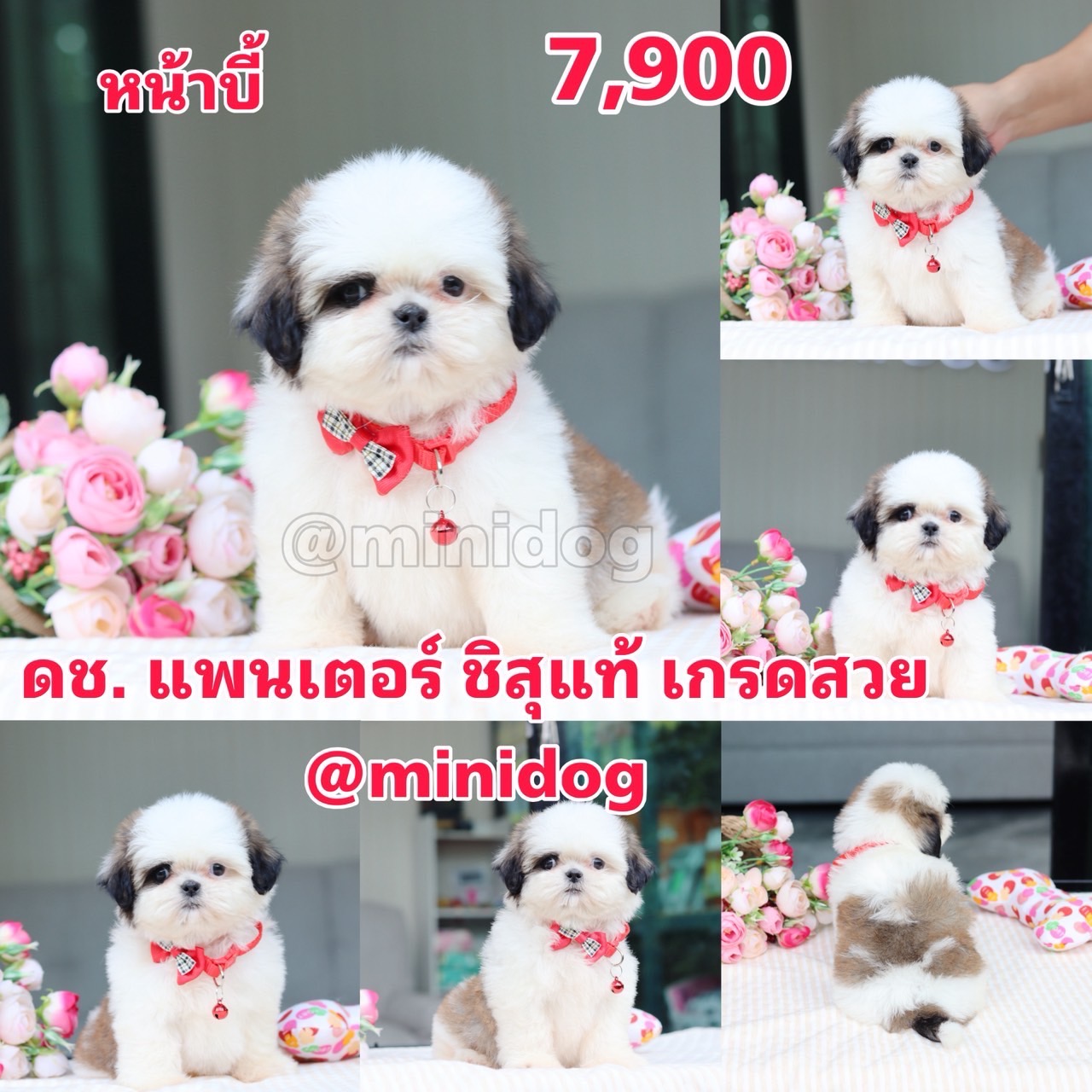 ชิสุแท้เกรดสวย