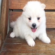 ปอมขาว น่ารัก