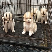 ปอม น่ารัก  ผุ้ 3 เมีย 1