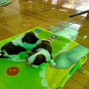 ชิสุ สวย ๆ สนใจลดได้