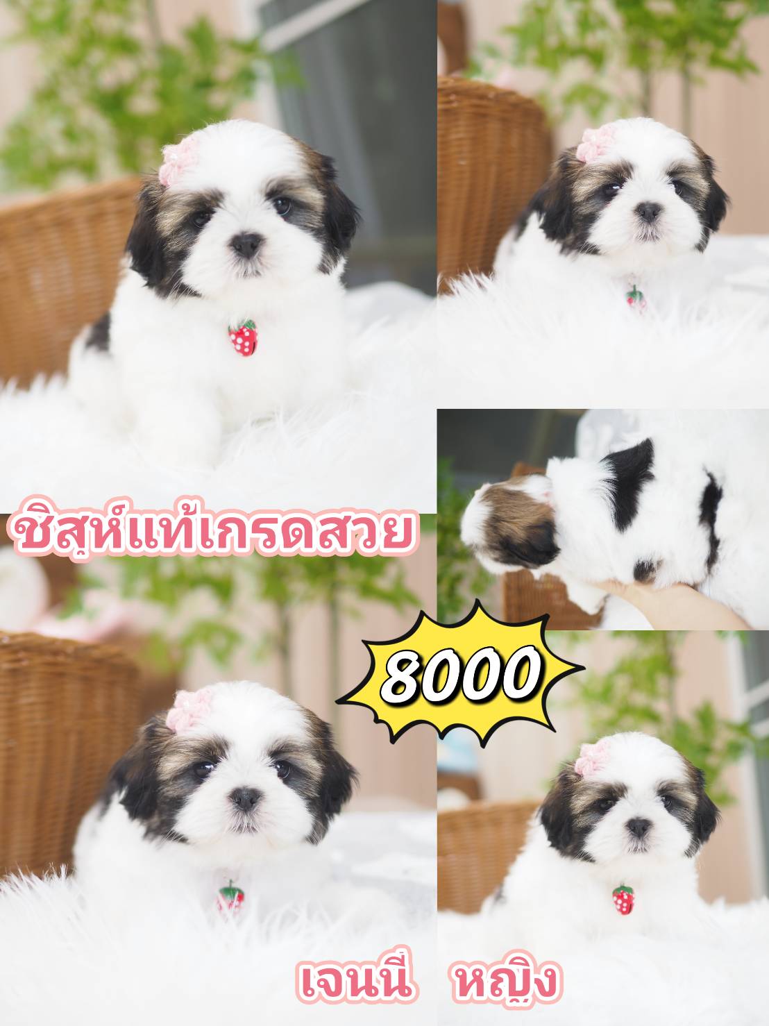 Shihtzu