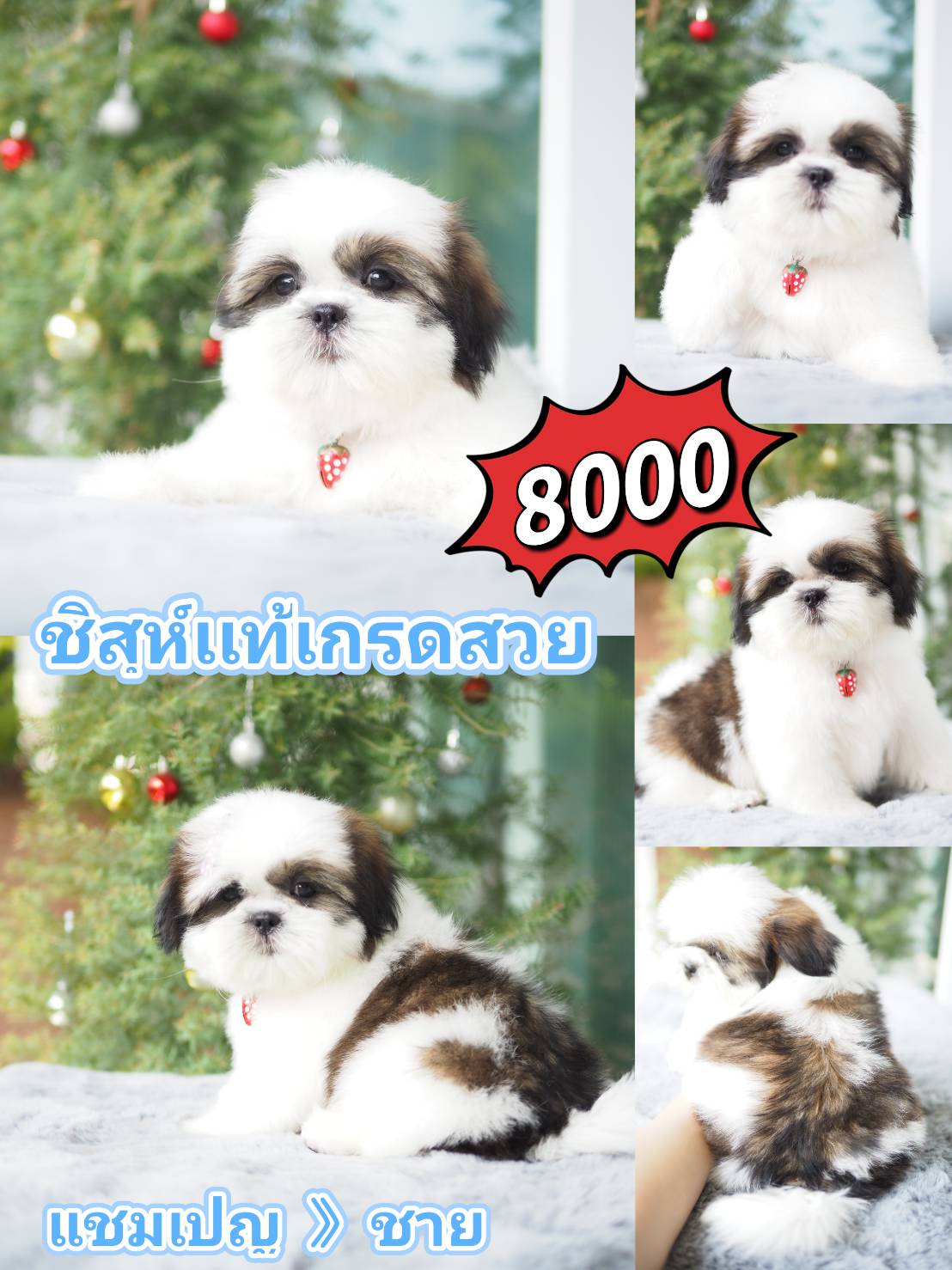 กิ๊ฟซ่าของแท้ @kibzaa เท่านั้น