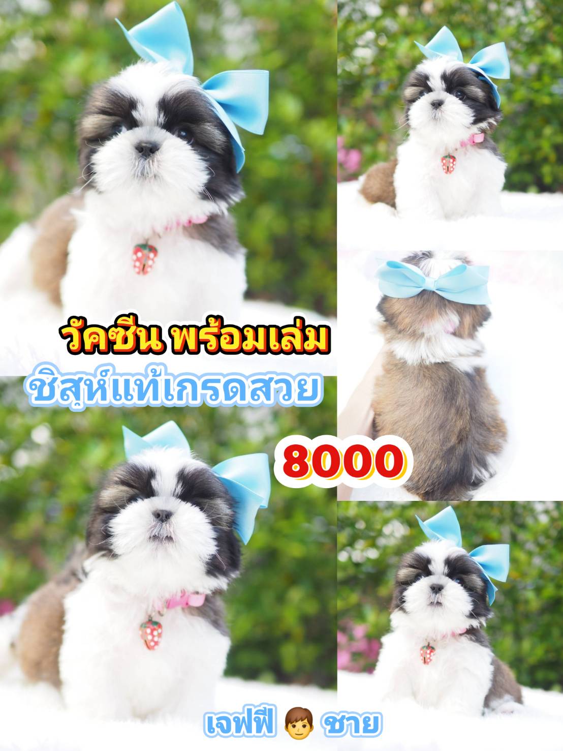 กิ๊ฟซ่า แถม วัคซีน