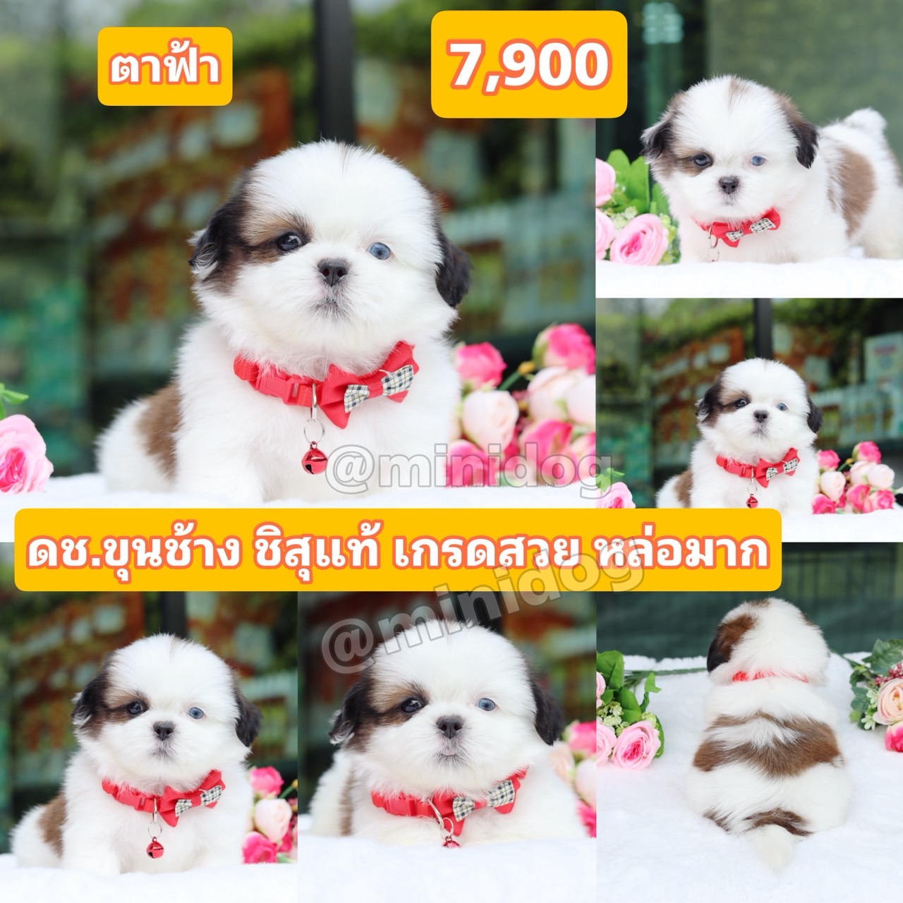 ชิสุแท้เกรดสวย