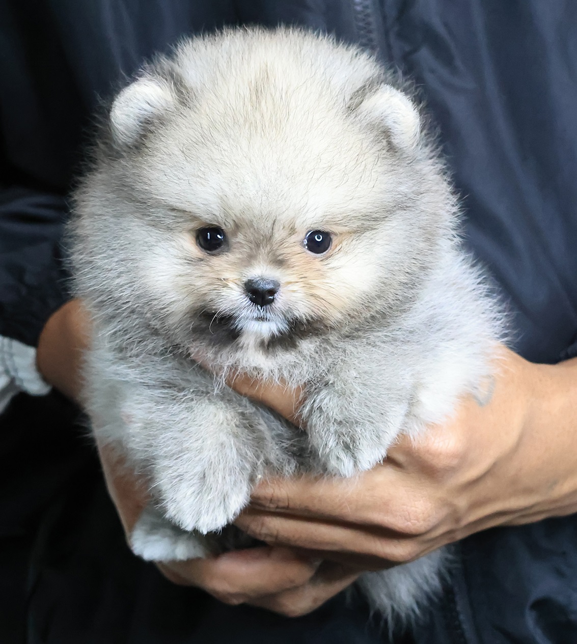 ปอมแท้ ปอมเมอเรเนียน HRM-68342 เพศชาย สีส้ม อายุ 2 เดือน หน้าตาน่ารัก ขาสั้น ขนแ...