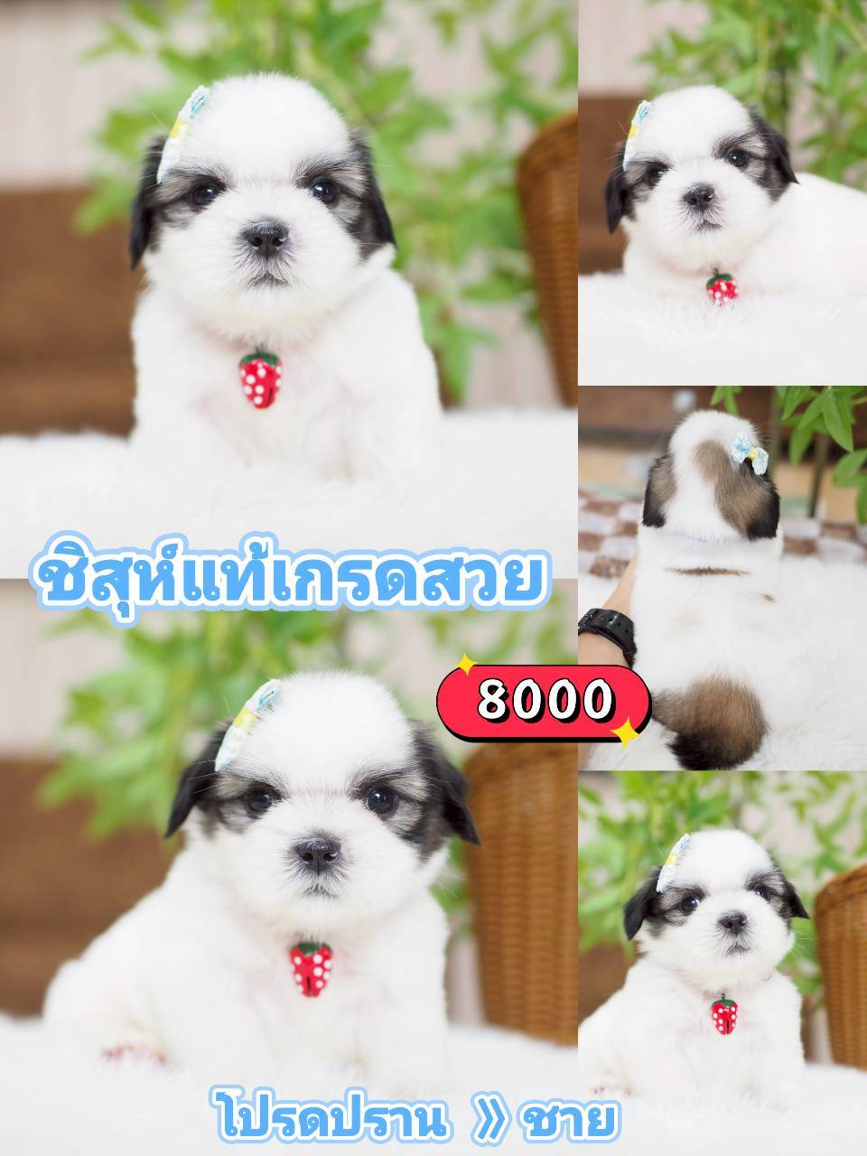 กิ๊ฟซ่าชิสุ ลดได้ จร้า