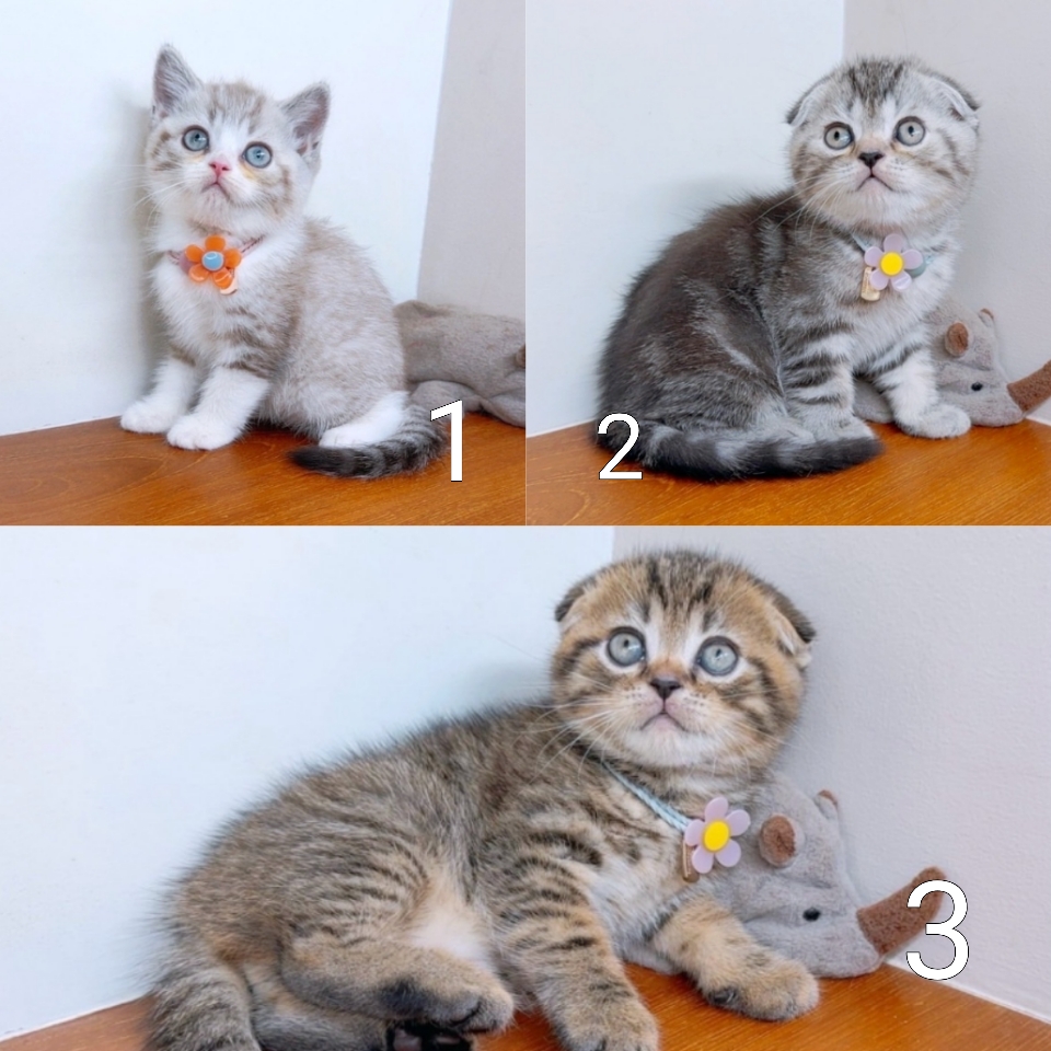 แมวสก๊อตติสโฟร์ สายพันธุ์แท้