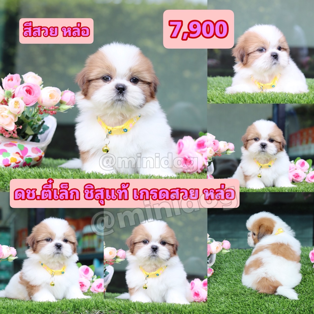 ชิสุแท้เกรดสวย