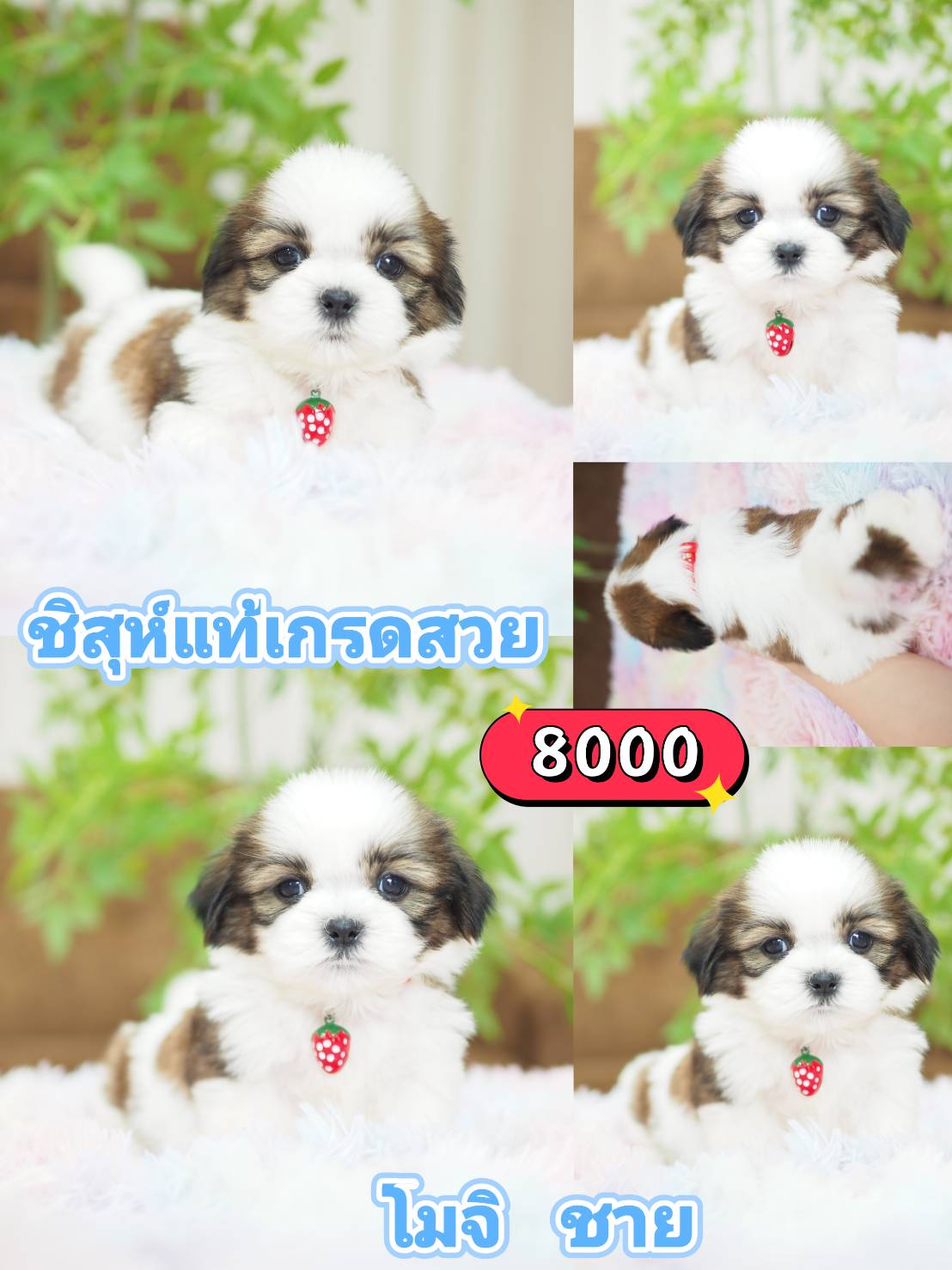 Shihtzu ลด 10%