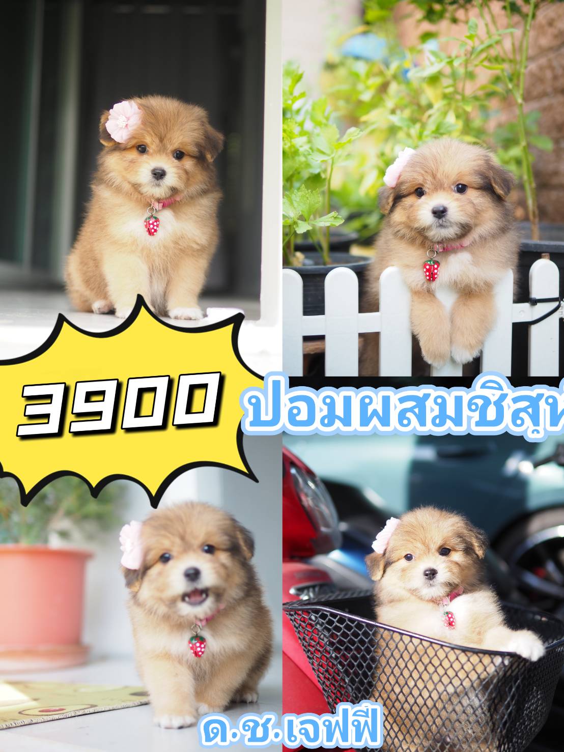 กิ๊ฟซ่ามาแล้ว  จตุโชติ ไม่มีสาขา