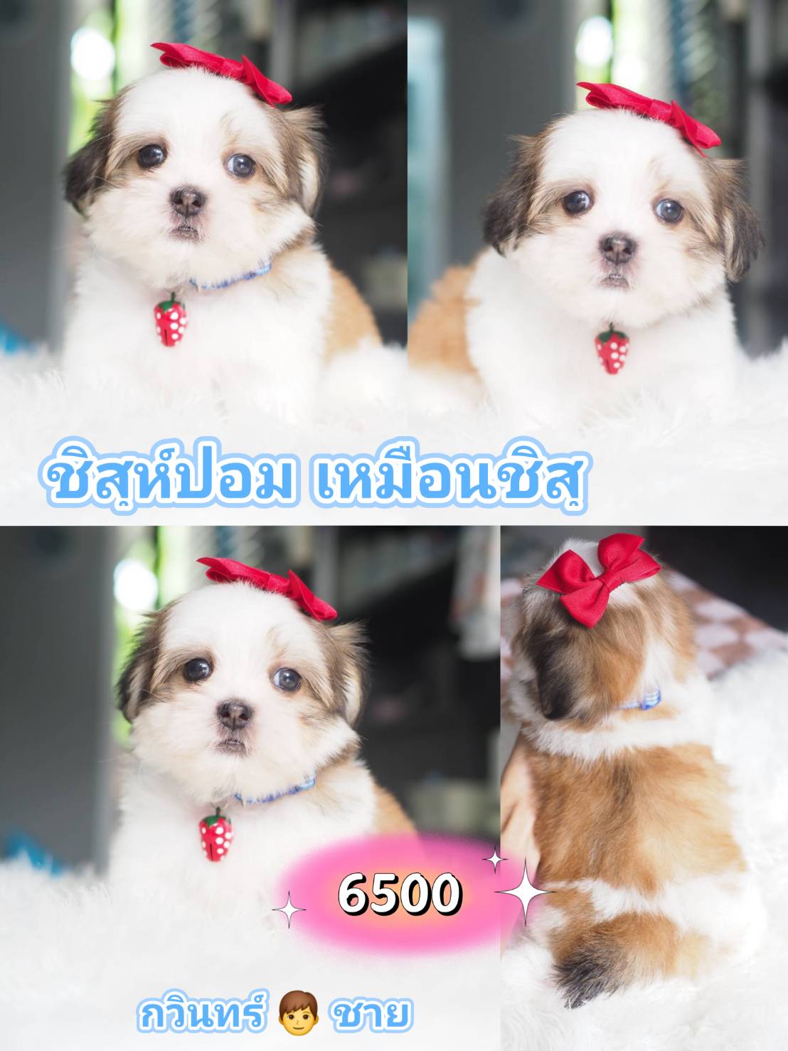 Shihtzu