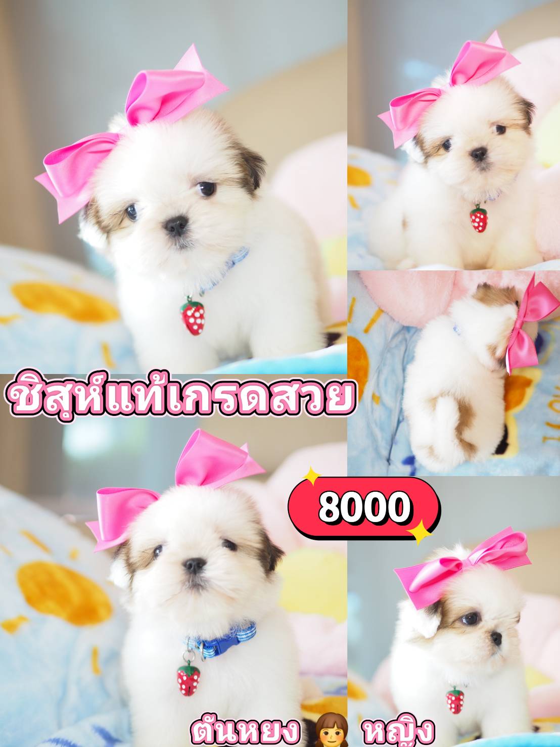 ชิสุห์แท้