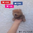 น้องไมดัส(MIDAS)  เพศผูุ้  สีโกลด์ดัส  สายเลือดดี ไซร์เล็ก-T-cup ตัวสั้น หน้าสั้...