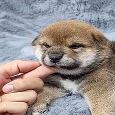 ชิบะอินุแท้ มีใบเพ็ด Sesame Boy